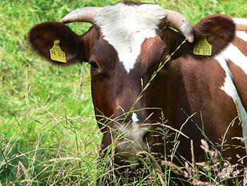 Oppenau im Renchtal