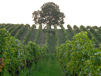 Radtour: Staufen Grunern Sulzburg Staufen im Breisgau