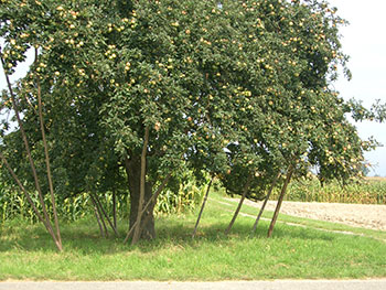 Tauberngiessen bei Rheinhausen