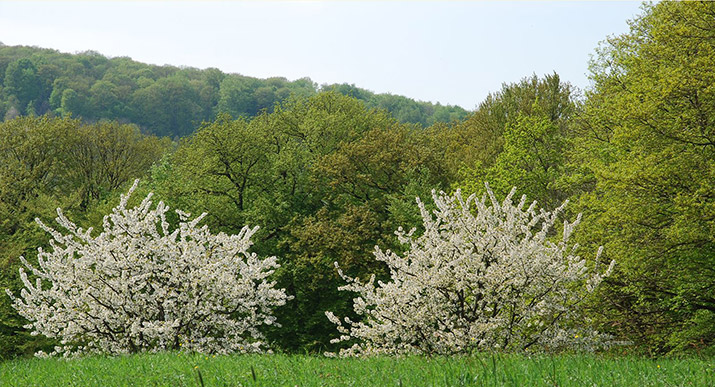 Seebach im mittleren Schwarzwald