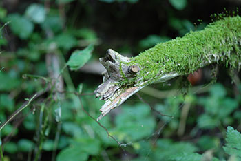 St. Blasien in´m Schwarzwald