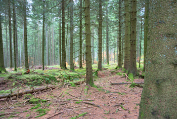 St. Märgen im Schwarzwald