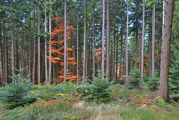 St. Märgen im Schwarzwald