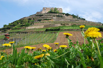 Radtour Staufen-Breisach