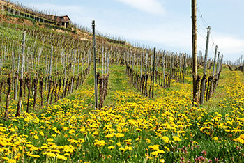 Radtour Staufen-Breisach