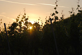 Sonnenuntergang am Schlossberg in Staufen