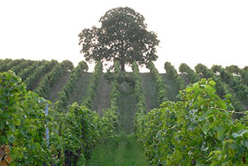 Staufen-Grunern im Breisgau