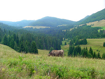 Schwarzwald