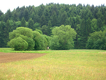 Schwarzwald