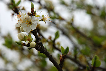 Schwarzwald Kirschblüte