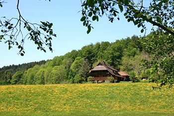 Titisee-Neustadt im Schwarzwald