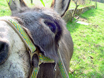 Todtmoos im Schwarzwald