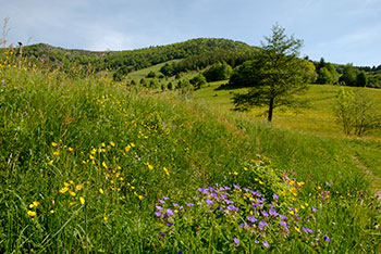 Todtmoos im Schwarzwald