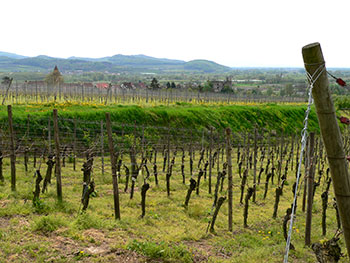 Vogtsburg im Kaiserstuhl