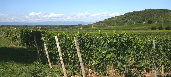 Vogtsburg im Kaiserstuhl