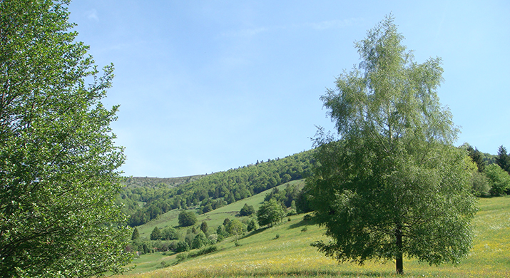 Waldkirch im Breisgau