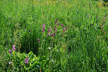 Waldkirch im Breisgau