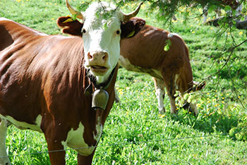 Wieden im Schwarzwald