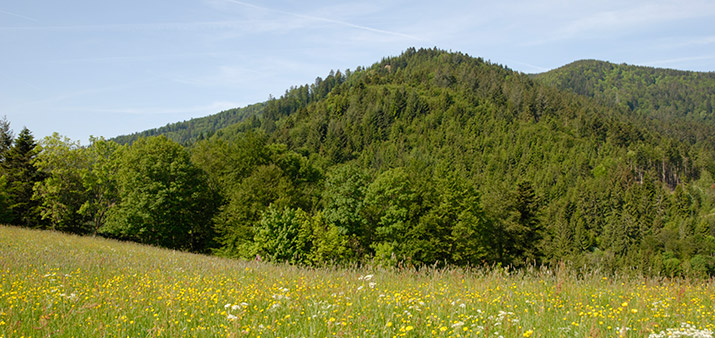 Zell am Harmersbach